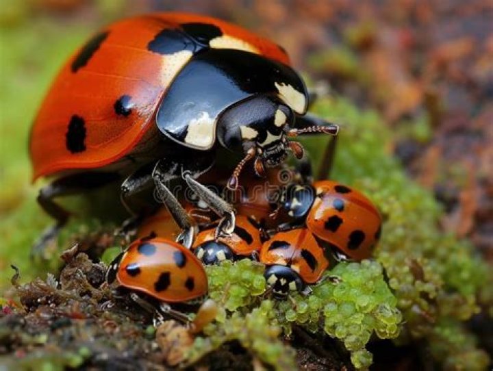Are baby ladybugs Brown?