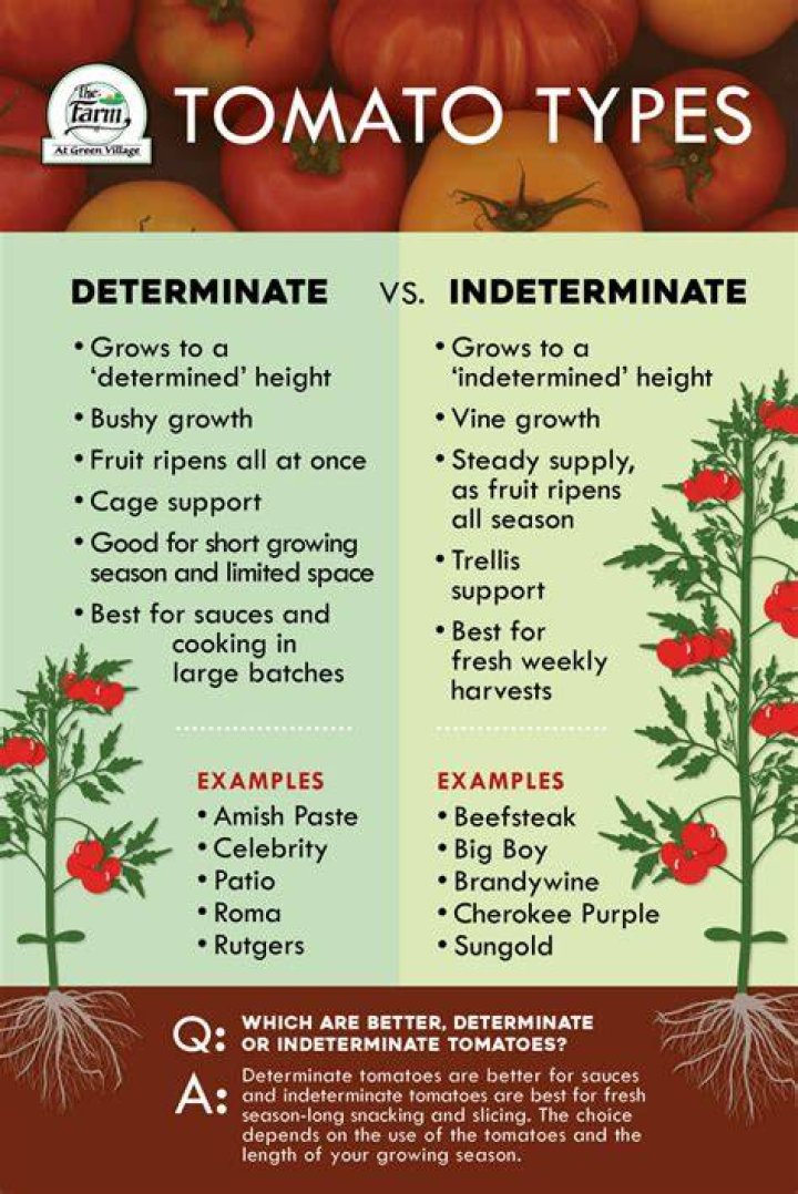 Are Beefmaster tomatoes determinate or indeterminate?