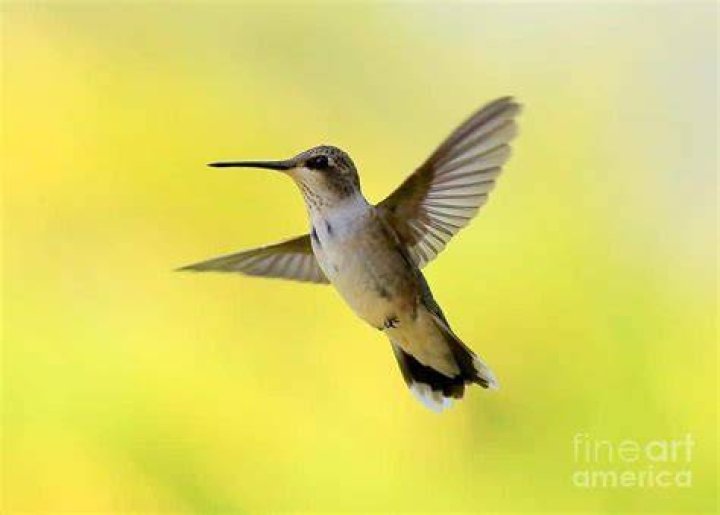 Are there any yellow hummingbirds?