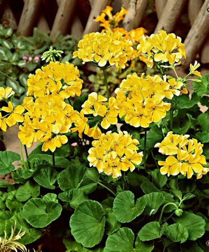 Are there yellow geraniums?