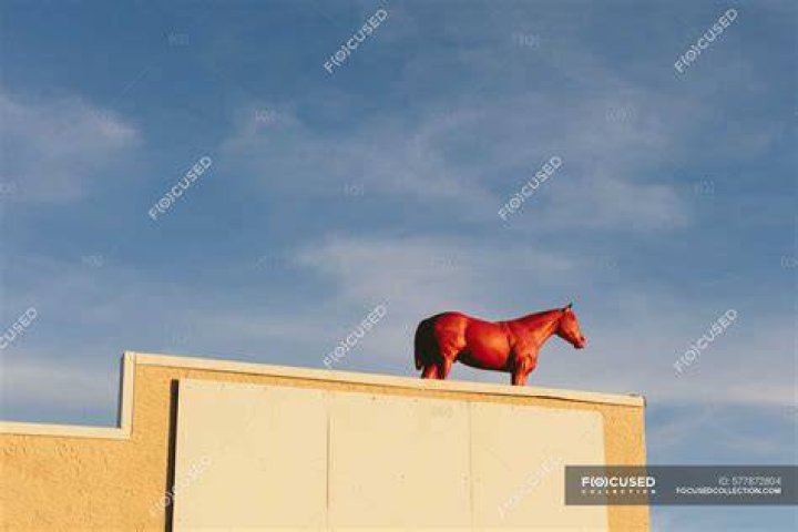 baby horse rooftop