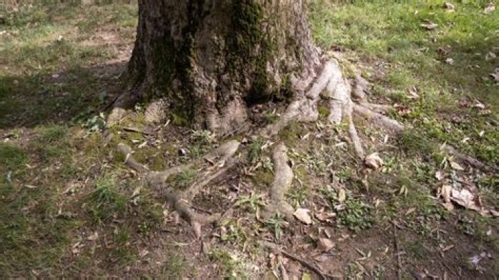 Can exposed tree roots be covered with dirt?