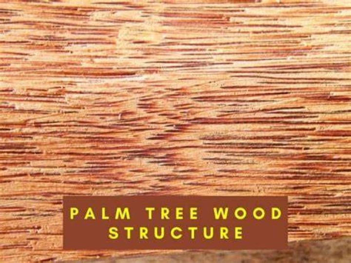 Can palm tree wood be burned?