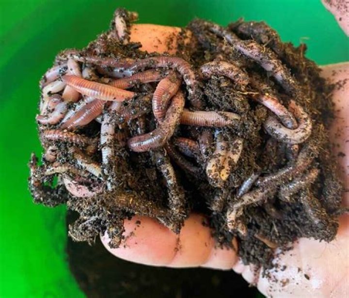 Can you use Nightcrawlers for composting?