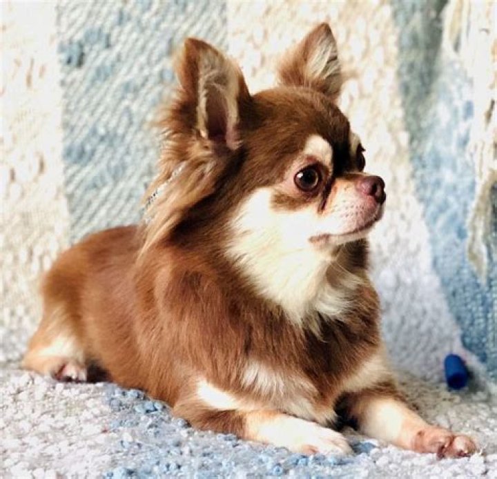 chihuahua adopt