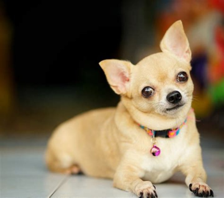 chihuahua puppy adopt