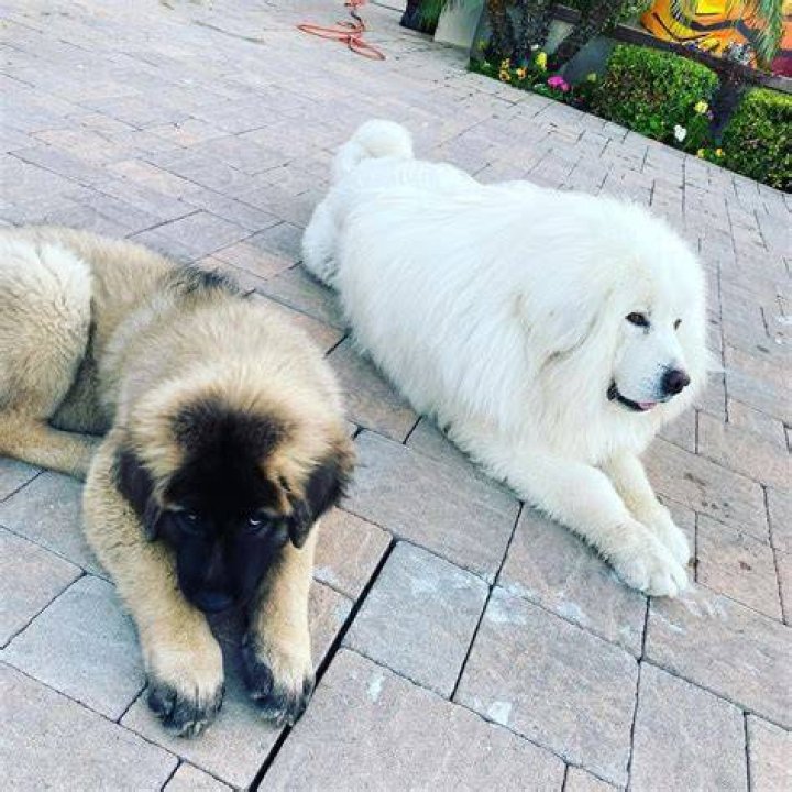 Chris Brown Pets