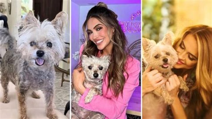 Chrishell Stause Pets