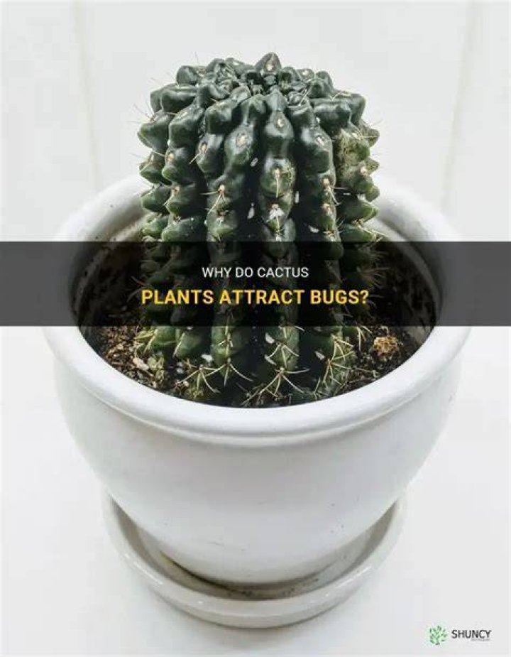 Do cacti attract bugs?