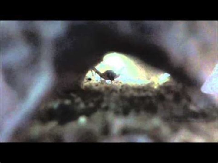 Do crickets have teeth?
