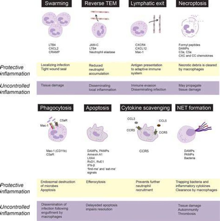 Do high neutrophils indicate cancer?