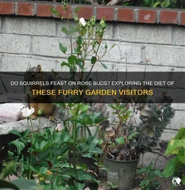 Do squirrels eat rose buds?