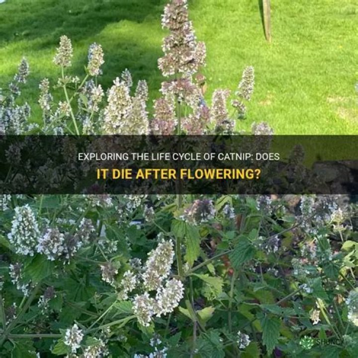 Does Dill die after flowering?