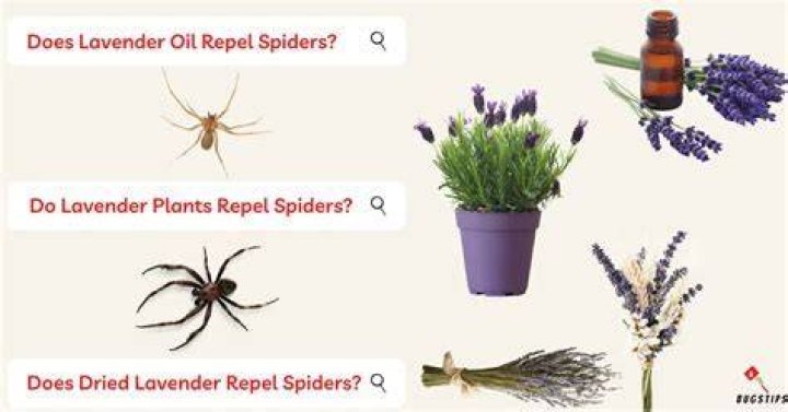 Does lavender plants keep spiders away?