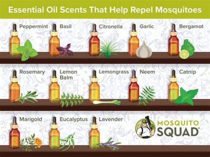 Does orange oil repel bugs?