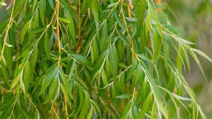 How do I identify black willow?