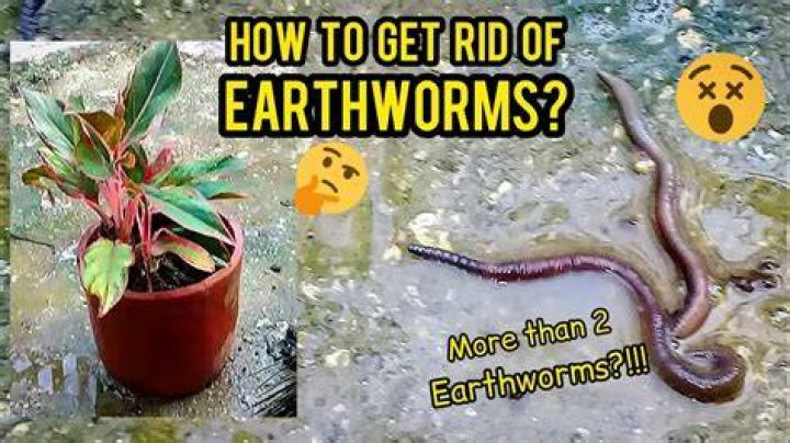 How do you kill earthworms in soil?