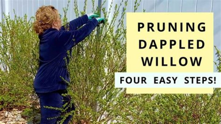 How do you prune a desert willow?
