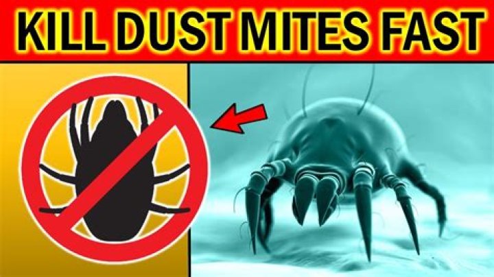 How long does it take Bravecto to kill mites?