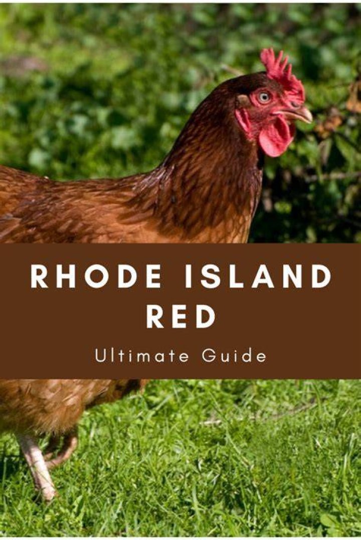How many eggs does a Rhode Island Red?