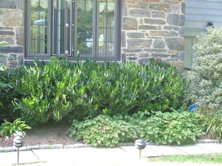 Is Otto Luyken laurel deer resistant?