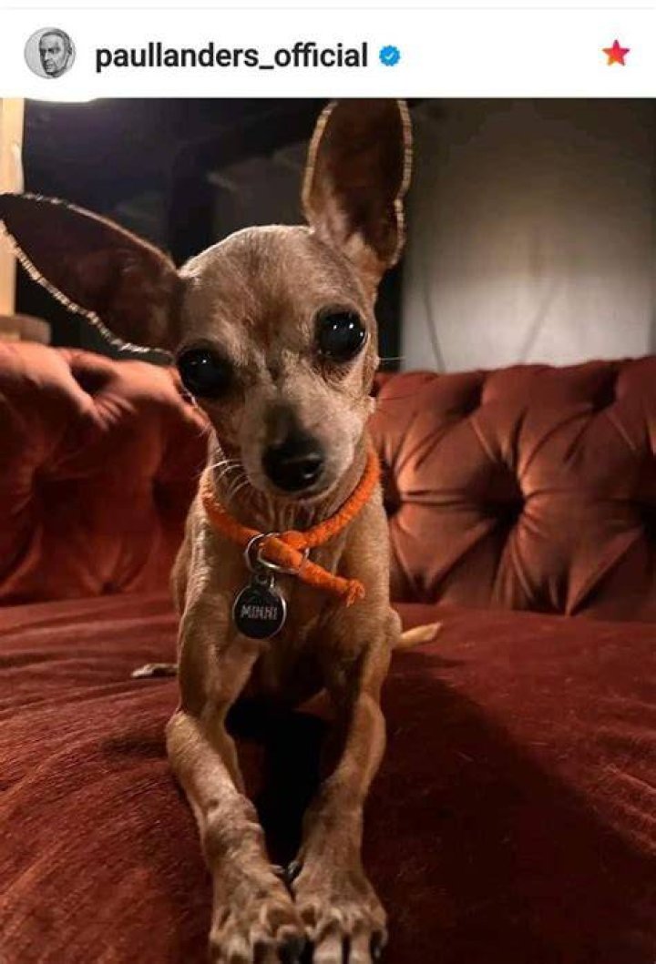 Ivan Cornejo Pets