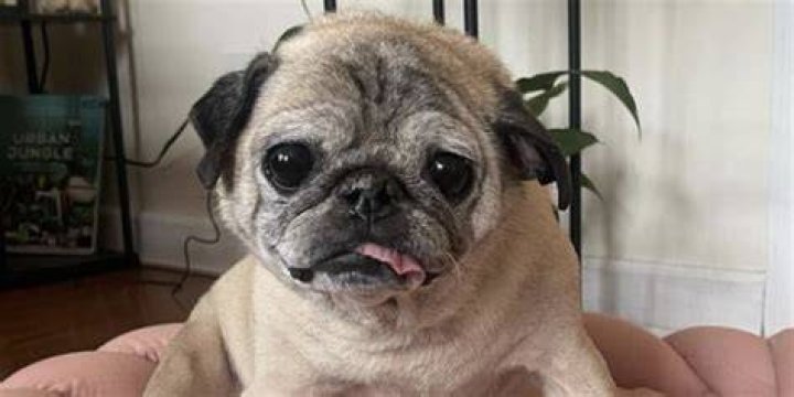 RIP Noodle the Pug! TikTok star ‘Bones or No Bones’ predictions passed away at age 14 Jonathan Graziano adopted Noodle when he was 7 years old