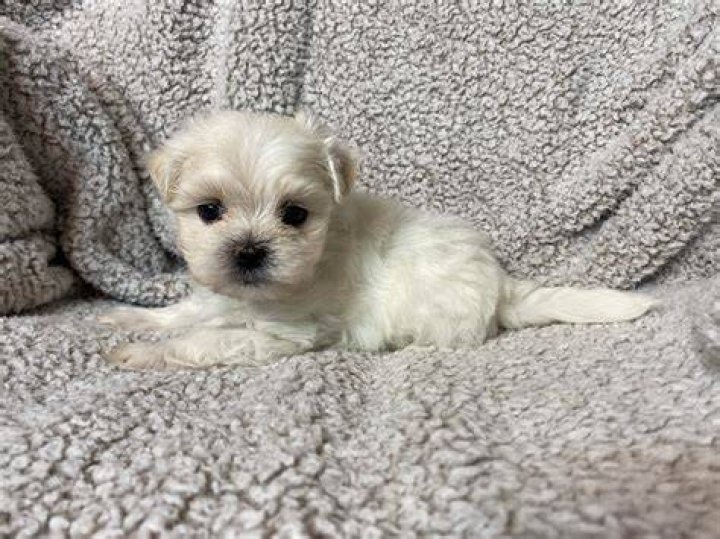 maltese puppy adopt