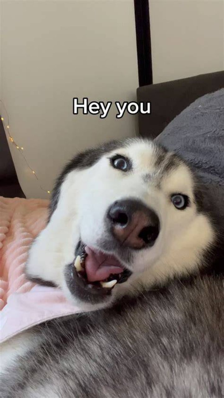 Meeka the Husky