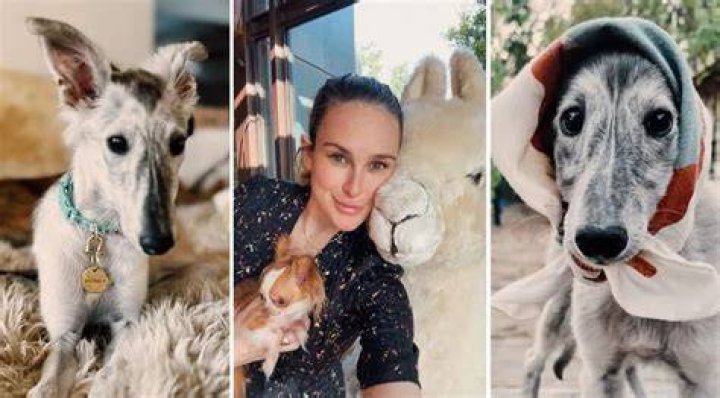 Rumer Willis gets New Dog Atlantis a Silken Windhound breed