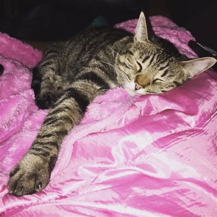Scheana Shay Pets