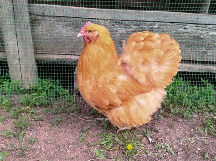 What age do buff Orpingtons start laying?