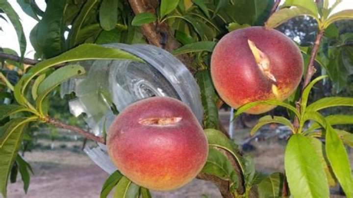 What causes peaches to split?
