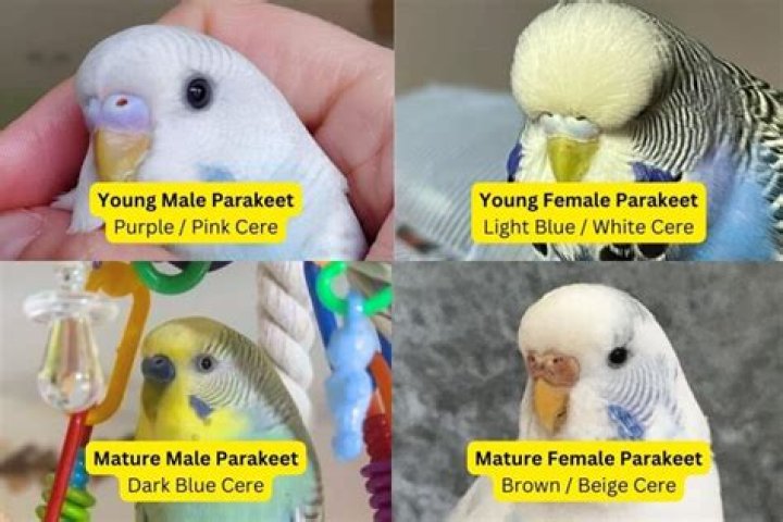 What does it mean when parakeets click?