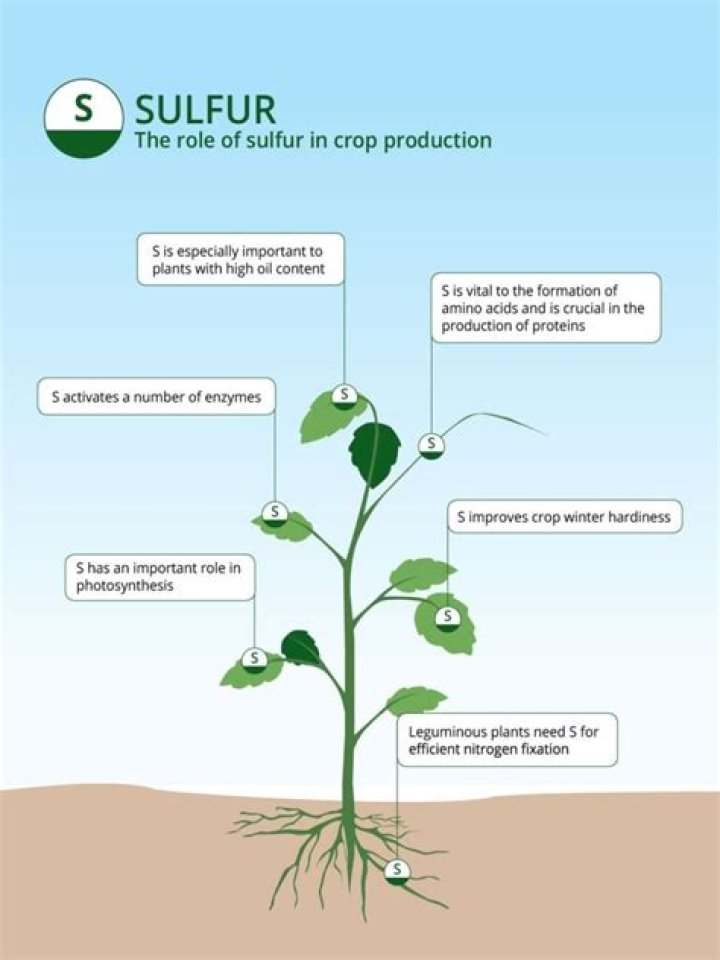 What does sulfur do for grass?
