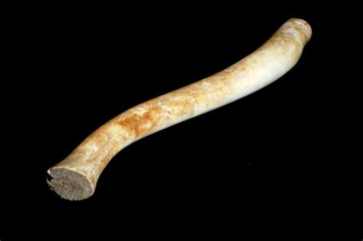 What is a walrus Oosik?