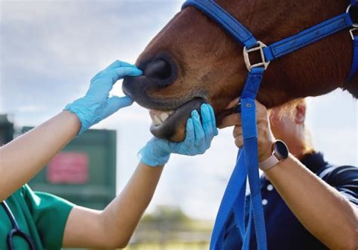 What is Eorth horse?