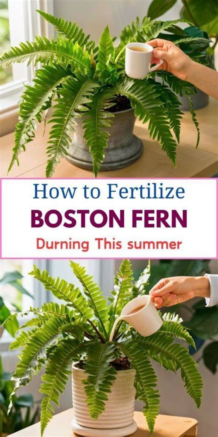When should I dig up my ferns?