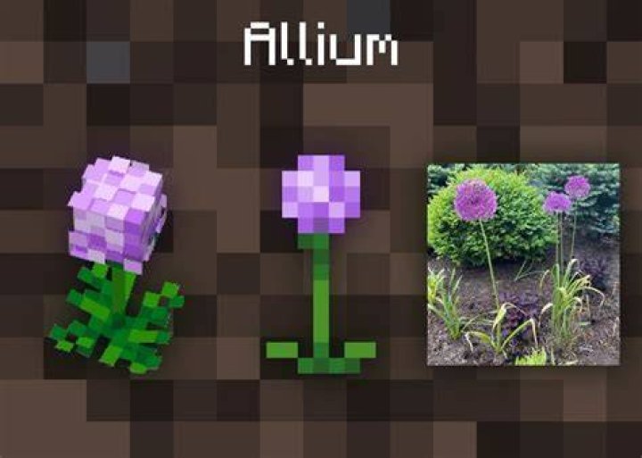 Where do you find Allium in Minecraft?