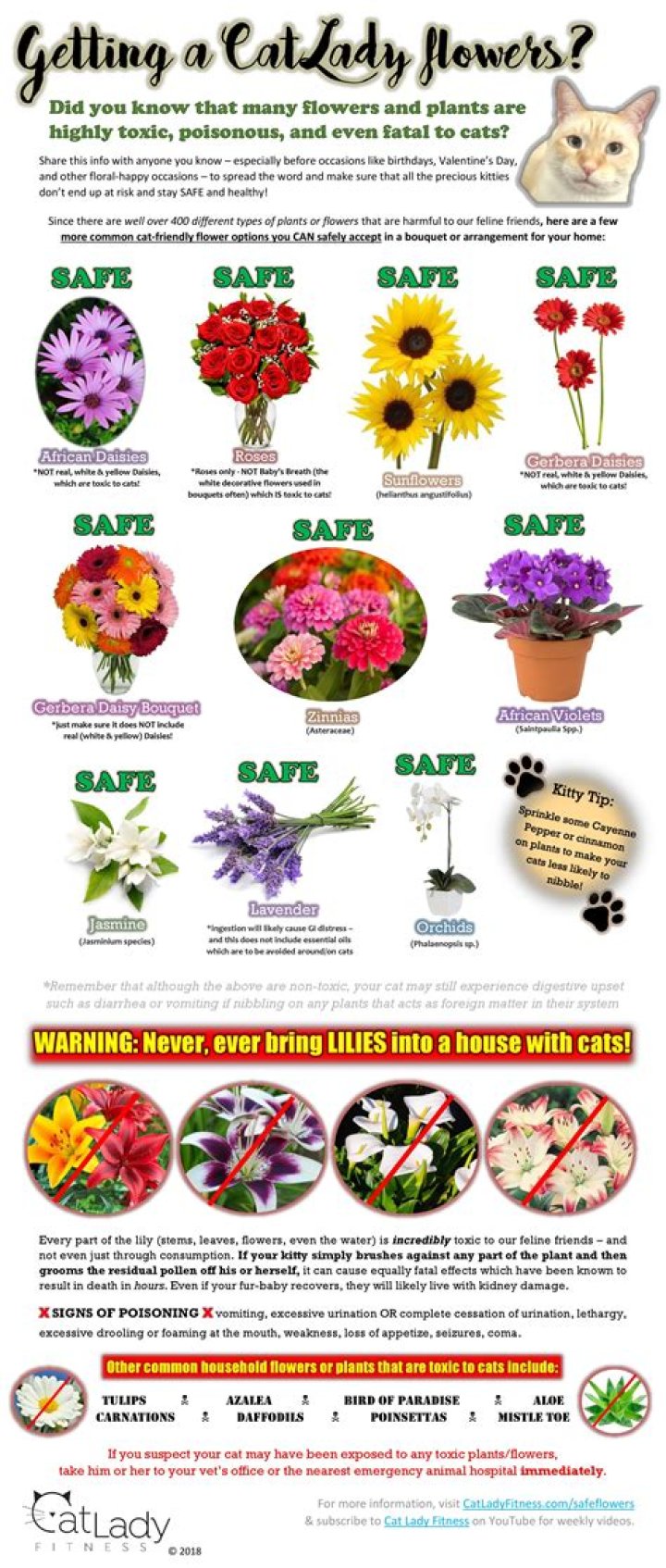 Which cut flowers are safe for cats?