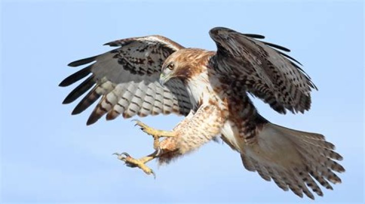 Why do Hawks sit with wings spread?