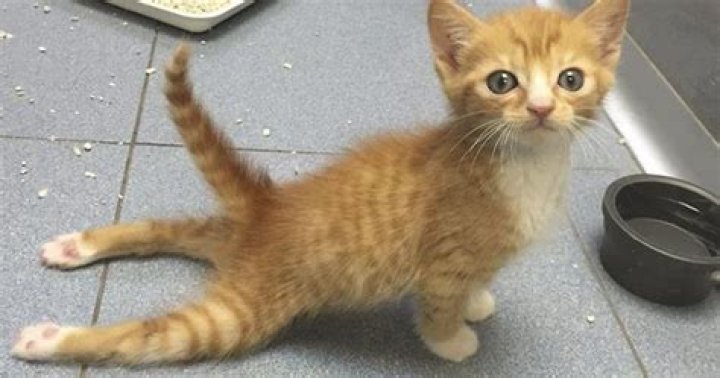 Why is my cat dragging his back legs?