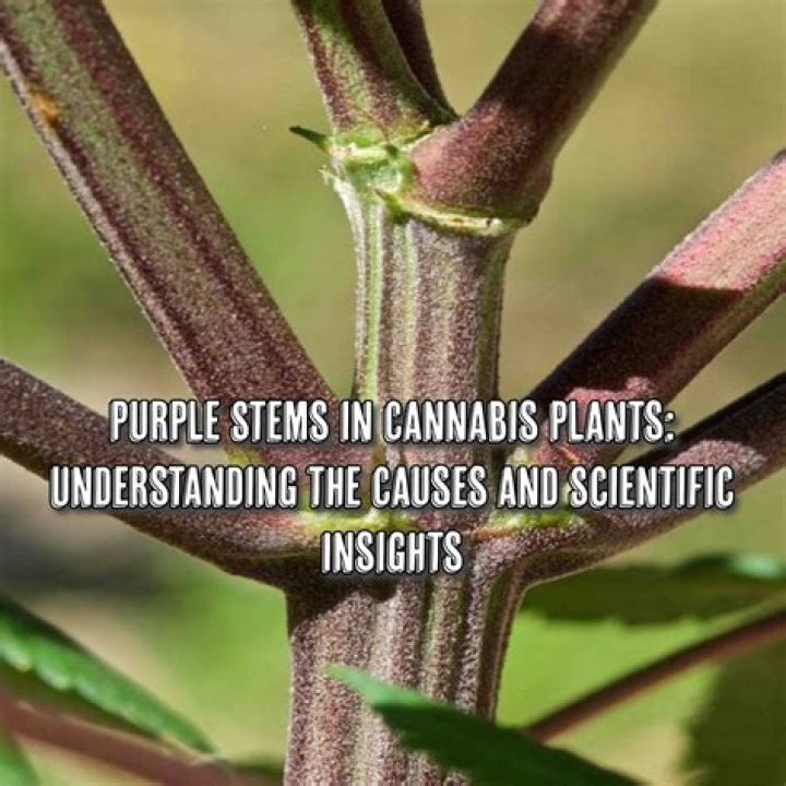 Why is my sunflower stem purple?