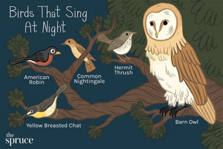 Why would birds be chirping at night?