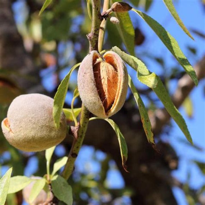 Will almond trees grow in Texas?